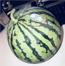 出事的网红吃瓜,揭秘网络舆论背后的真相